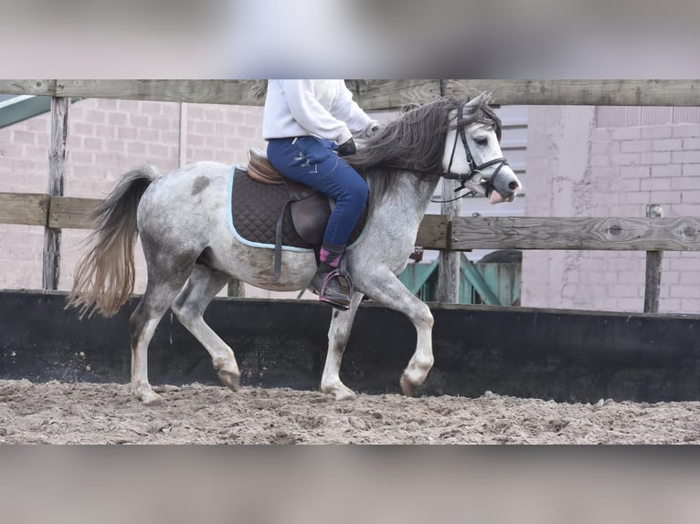 Welsh-A Ruin 3 Jaar 120 cm Schimmel in Achtmaal