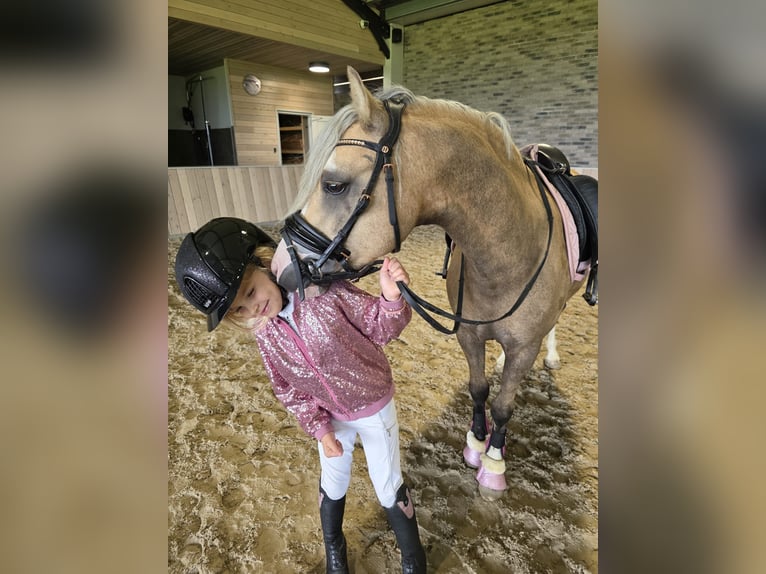 Welsh-A Ruin 3 Jaar 123 cm Palomino in Nieuwe Niedorp