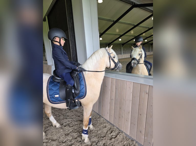 Welsh-A Ruin 3 Jaar 123 cm Palomino in Nieuwe Niedorp