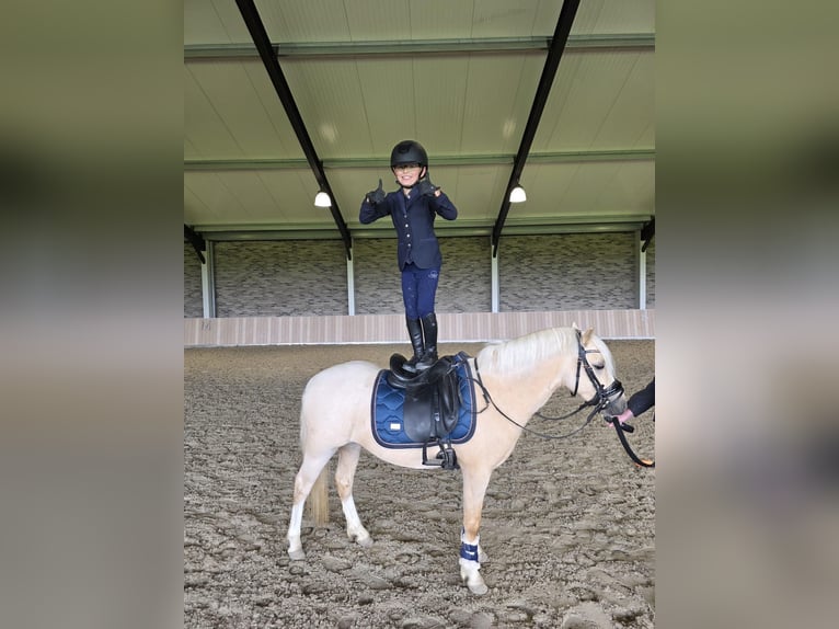 Welsh-A Ruin 3 Jaar 123 cm Palomino in Nieuwe Niedorp