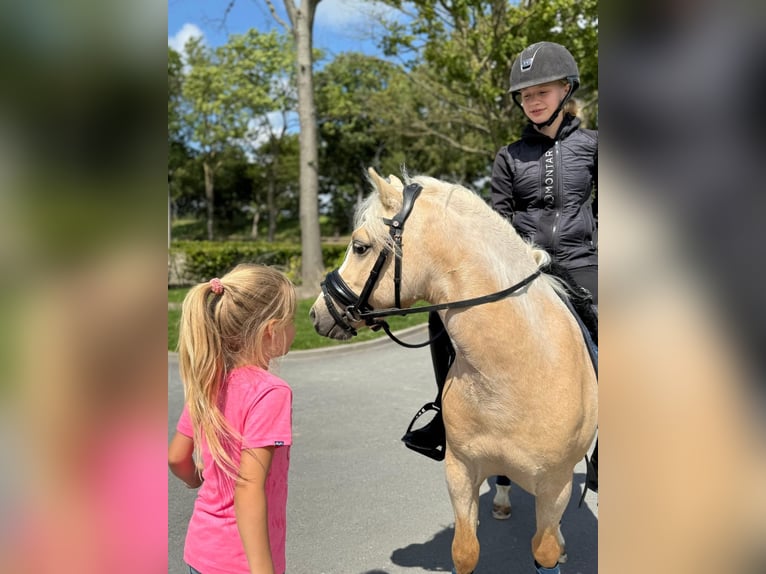 Welsh-A Ruin 3 Jaar 123 cm Palomino in Nieuwe Niedorp