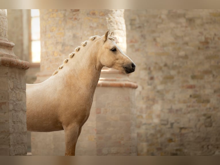 Welsh-A Ruin 3 Jaar 123 cm Palomino in Nieuwe Niedorp