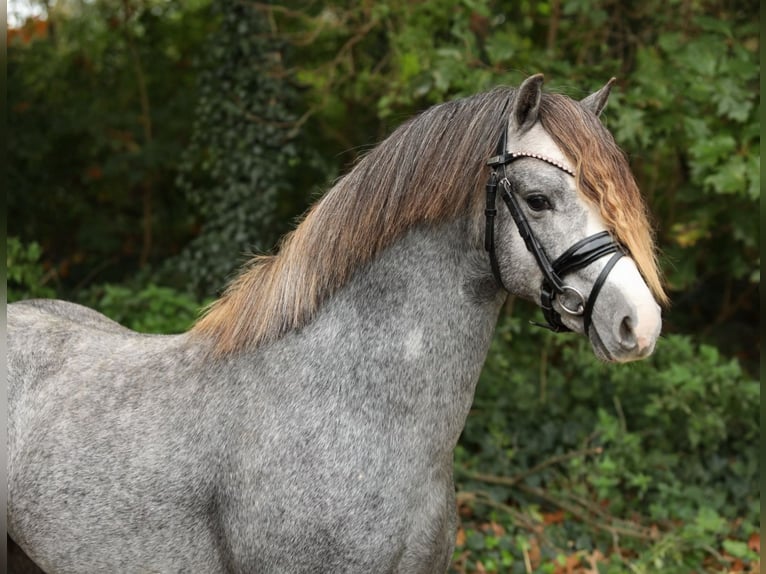 Welsh-A Ruin 3 Jaar 130 cm Bruin in Schwalmstadt