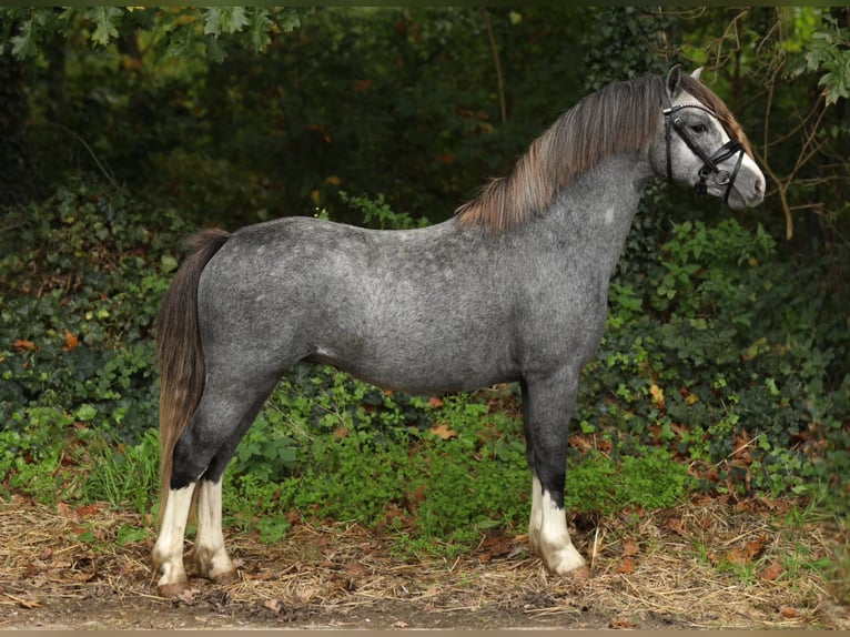 Welsh-A Ruin 3 Jaar 130 cm Bruin in Schwalmstadt