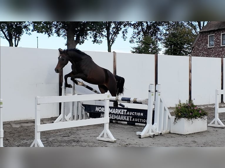 Welsh-A Ruin 3 Jaar 151 cm Donkerbruin in Waddinxveen