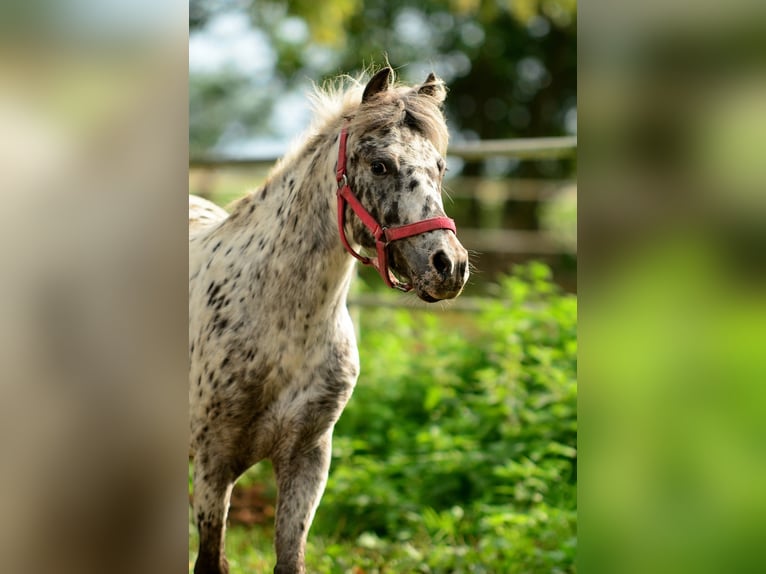 Welsh-A Ruin 4 Jaar 110 cm Appaloosa in Siedleczek