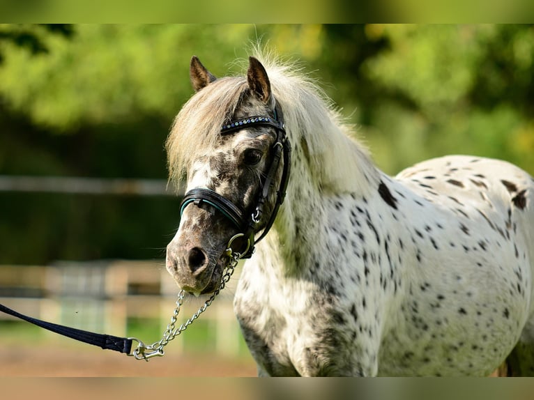 Welsh-A Ruin 4 Jaar 110 cm Appaloosa in Siedleczek