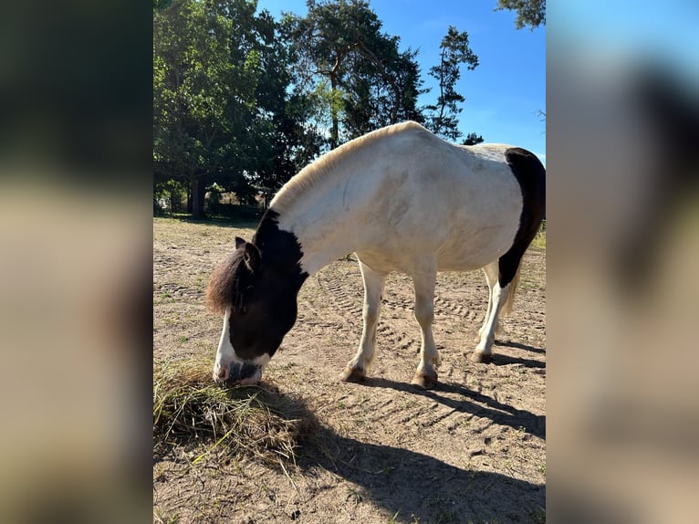 Welsh-A Mix Ruin 4 Jaar 112 cm Gevlekt-paard in Löwenberger Land