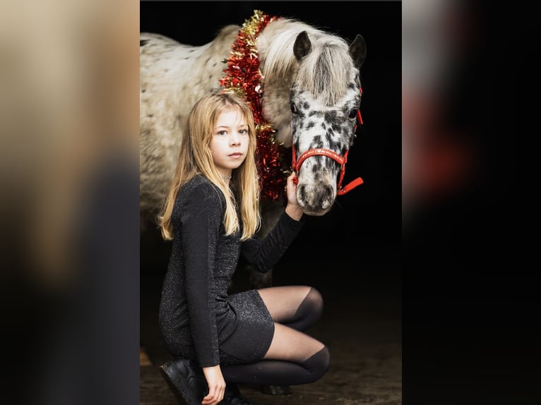 Welsh-A Ruin 4 Jaar 113 cm Appaloosa in Poznań