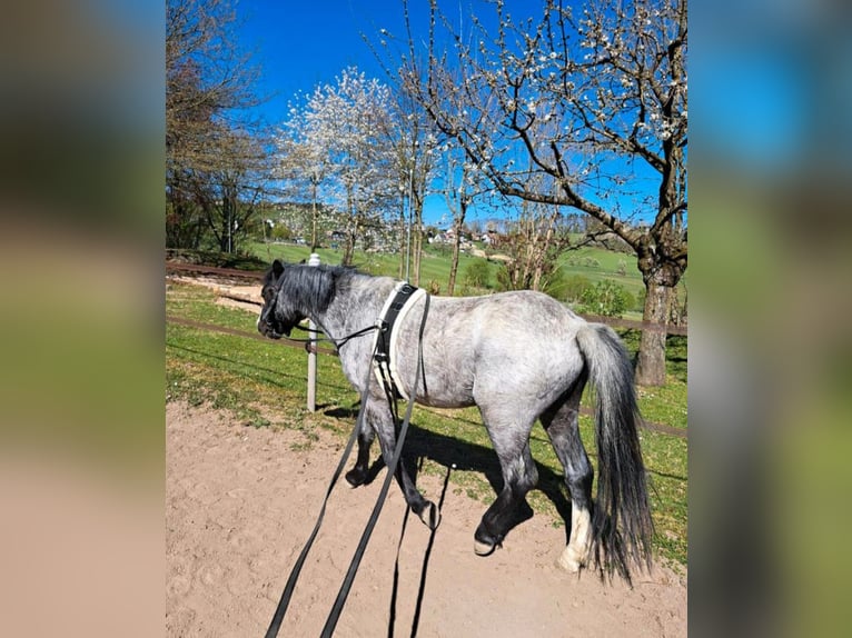 Welsh-A Ruin 4 Jaar 115 cm Zwartschimmel in Losheim am See