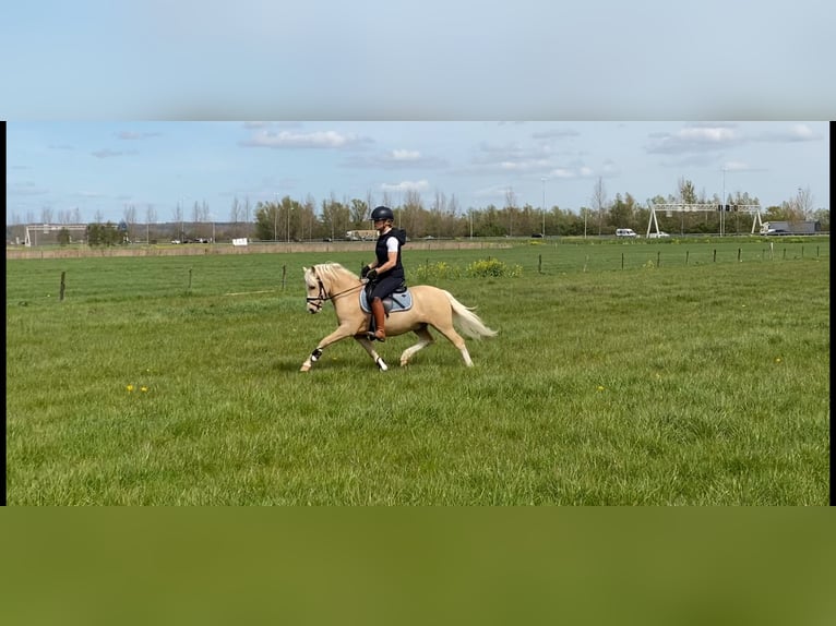 Welsh-A Ruin 4 Jaar 118 cm Palomino in Heteren