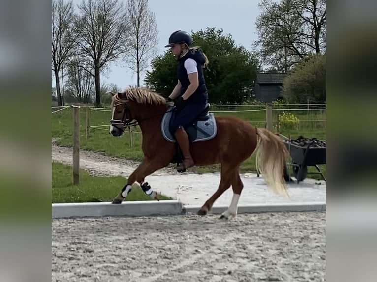 Welsh-A Ruin 4 Jaar 118 cm Palomino in Heteren