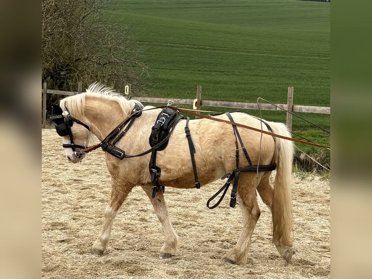 Welsh-A Ruin 4 Jaar 120 cm Palomino in Hohenthann