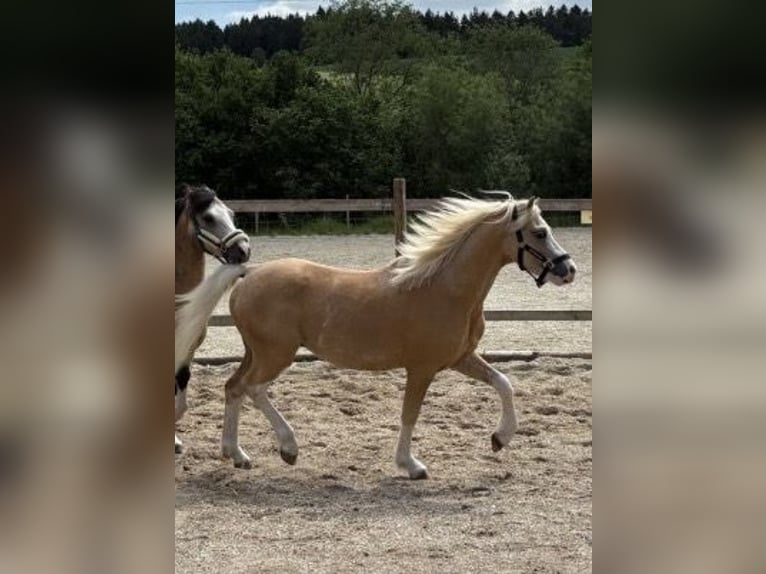 Welsh-A Ruin 4 Jaar 120 cm Palomino in Hohenthann