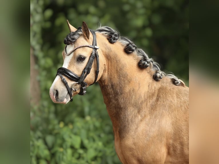 Welsh-A Ruin 4 Jaar 121 cm Buckskin in Aalten