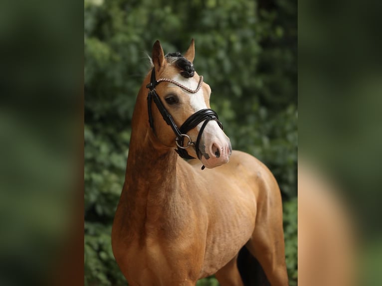 Welsh-A Ruin 4 Jaar 121 cm Buckskin in Aalten