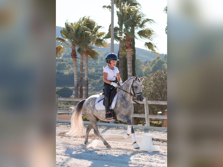 Welsh-A Ruin 4 Jaar 123 cm Schimmel in Alicante