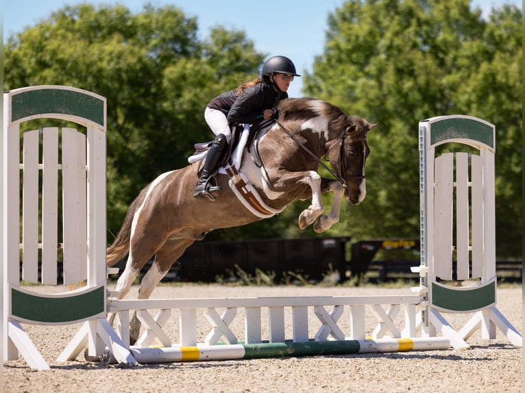 Welsh-A Mix Ruin 4 Jaar 132 cm Gevlekt-paard in Ocala