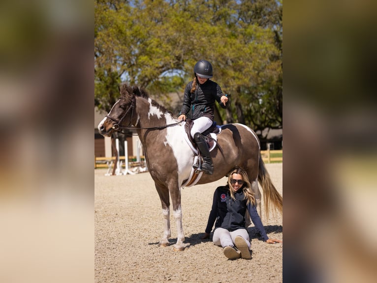 Welsh-A Mix Ruin 4 Jaar 132 cm Gevlekt-paard in Ocala