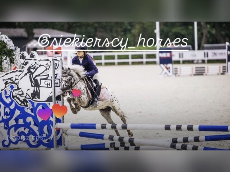 Welsh-A Ruin 5 Jaar 114 cm Appaloosa in Poznań