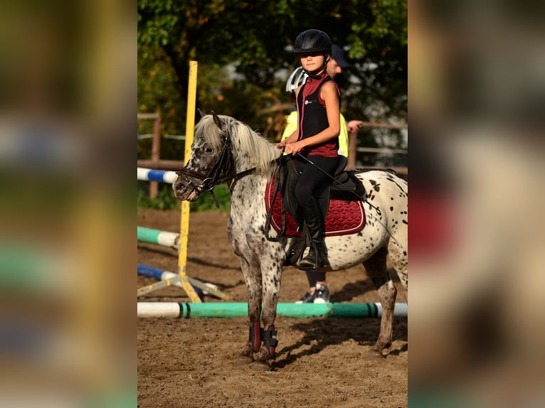 Welsh-A Ruin 5 Jaar 114 cm Appaloosa in Poznań