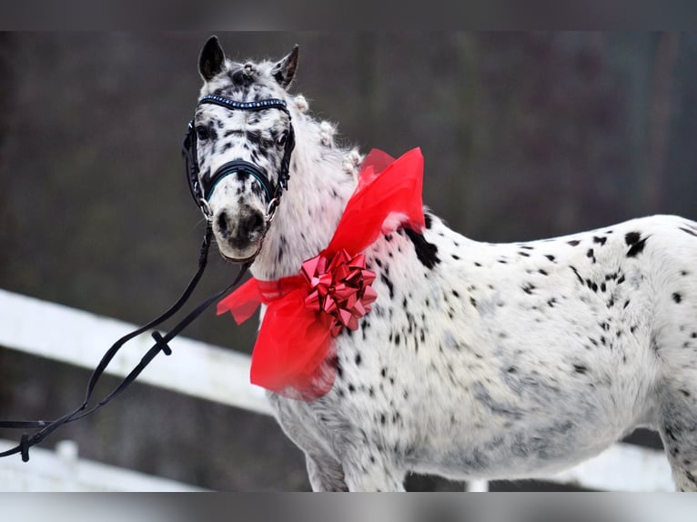 Welsh-A Ruin 5 Jaar 114 cm Appaloosa in Poznań