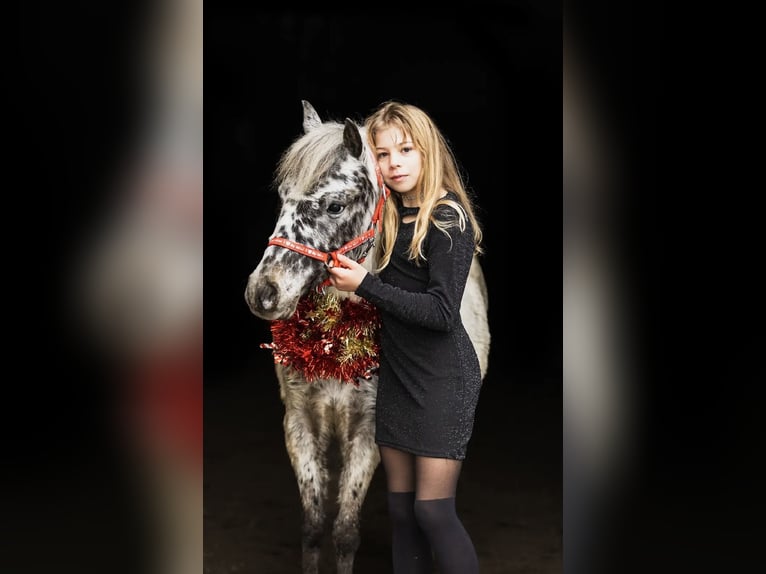 Welsh-A Ruin 5 Jaar 114 cm Appaloosa in Poznań