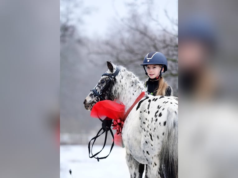 Welsh-A Ruin 5 Jaar 114 cm Appaloosa in Poznań