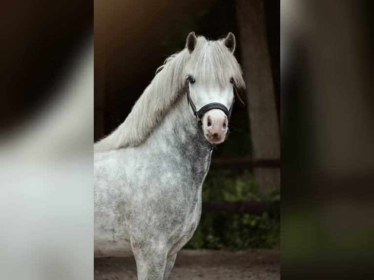 Welsh-A Ruin 5 Jaar 115 cm Appelschimmel in Stadskanaal