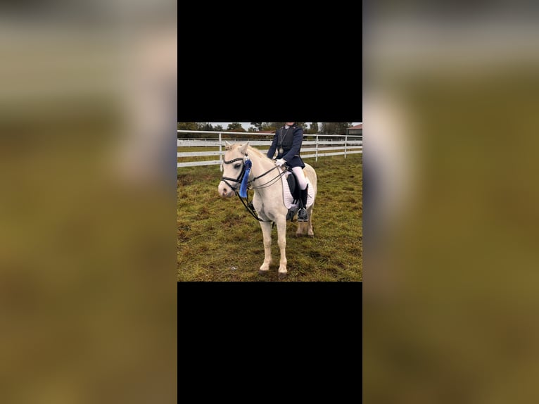 Welsh-A Ruin 5 Jaar 115 cm Schimmel in Groß TwülpstedtVolkmarsdorf