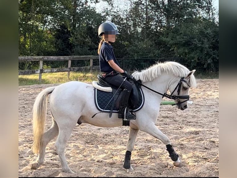 Welsh-A Ruin 5 Jaar 117 cm Palomino in Meijel