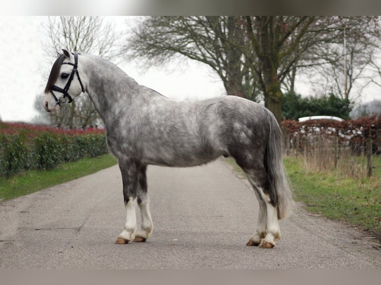 Welsh-A Ruin 5 Jaar 121 cm Schimmel in Hengelo (Gld)