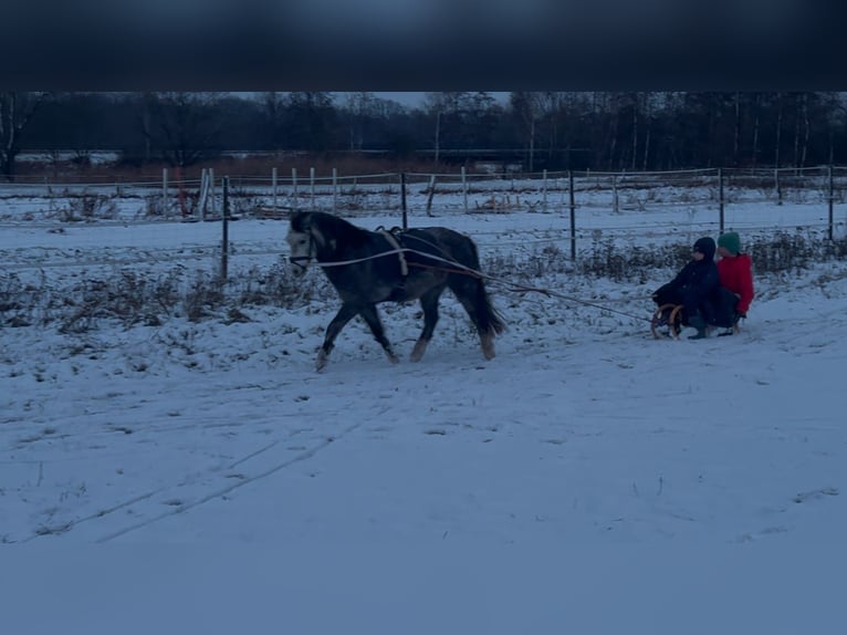 Welsh-A Ruin 5 Jaar 123 cm Appelschimmel in Burgdorf