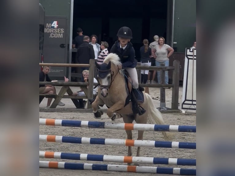 Welsh-A Ruin 5 Jaar 124 cm Palomino in Anerveen
