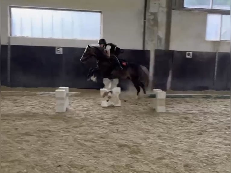 Welsh-A Mix Ruin 5 Jaar 126 cm Donkere-vos in Deuerling