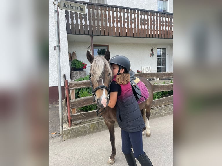 Welsh-A Mix Ruin 5 Jaar 126 cm Donkere-vos in Deuerling