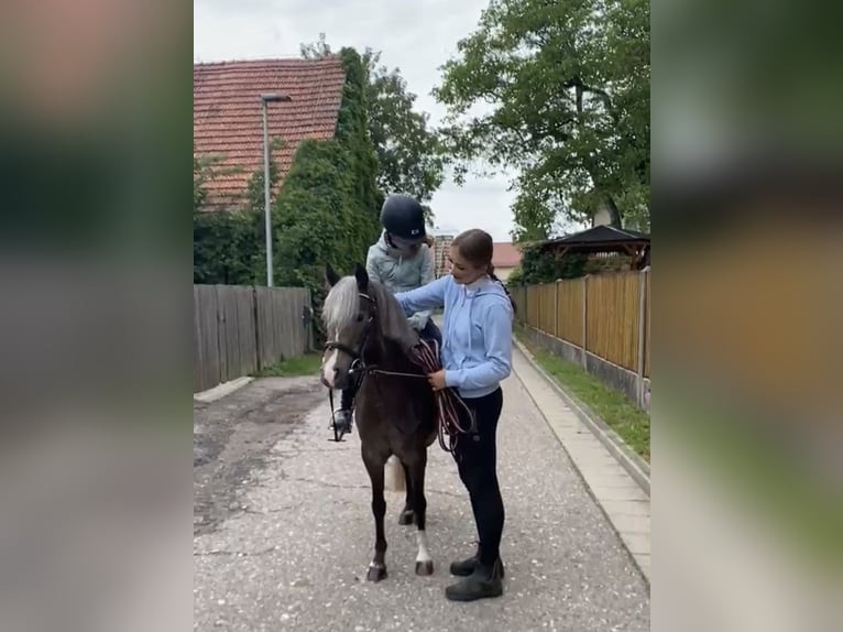 Welsh-A Mix Ruin 5 Jaar 126 cm Donkere-vos in Deuerling