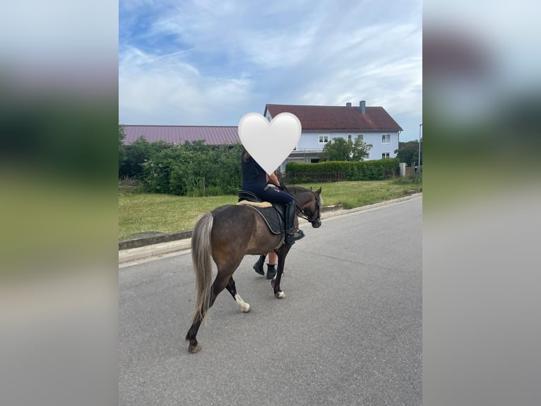 Welsh-A Mix Ruin 5 Jaar 126 cm Donkere-vos in Deuerling
