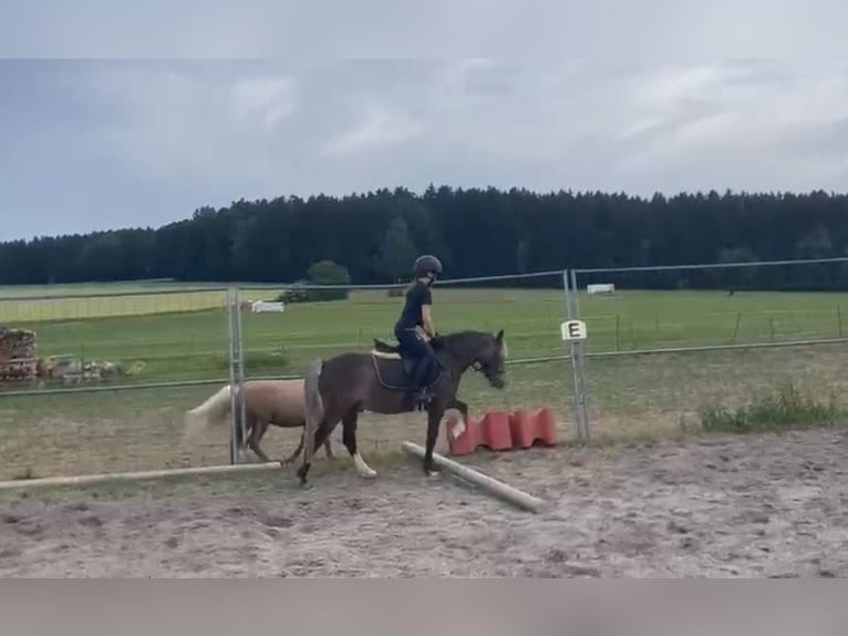 Welsh-A Mix Ruin 5 Jaar 126 cm Donkere-vos in Deuerling
