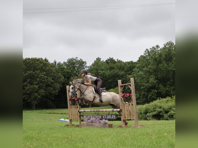 Welsh-A Mix Ruin 5 Jaar 142 cm Schimmel in Howell