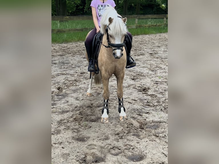 Welsh-A Ruin 6 Jaar 117 cm Palomino in Meijel