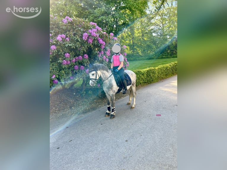 Welsh-A Ruin 6 Jaar 120 cm Schimmel in Dortmund