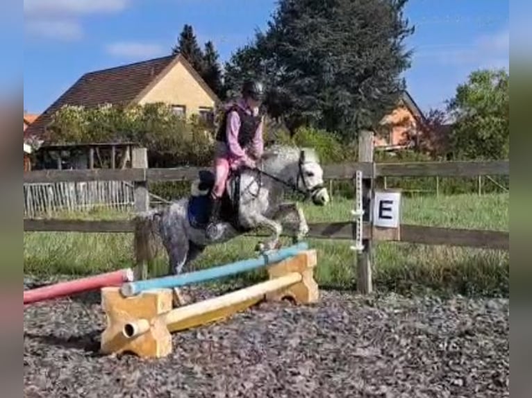 Welsh-A Ruin 6 Jaar 121 cm Appelschimmel in Hannover