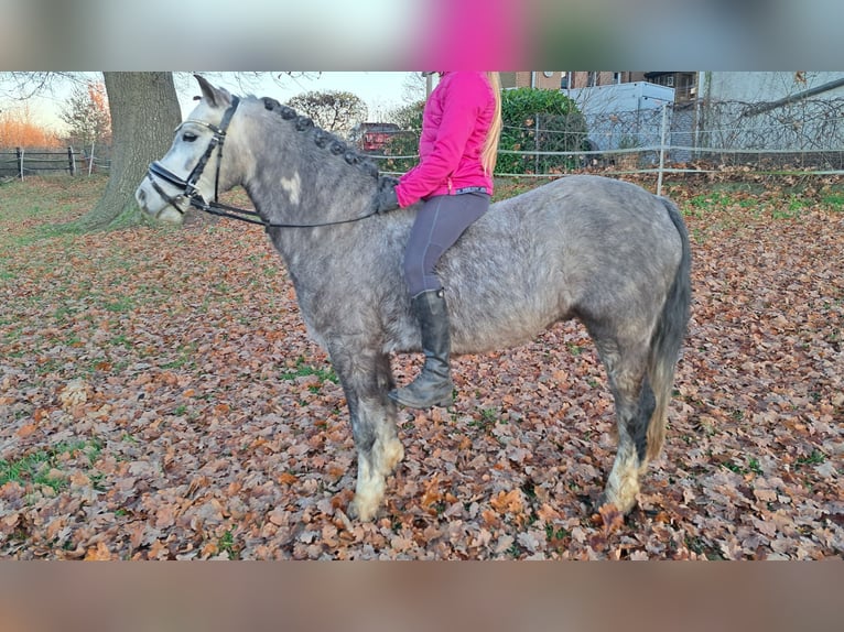 Welsh-A Ruin 6 Jaar 123 cm Appelschimmel in Burgdorf