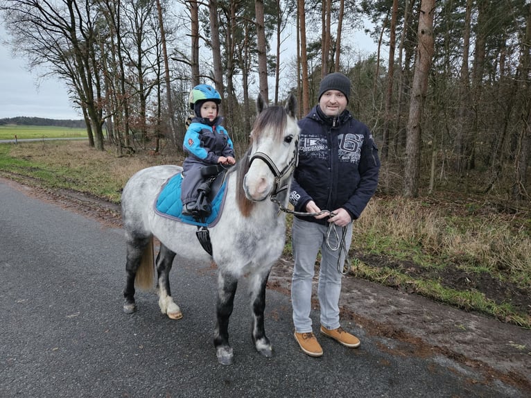 Welsh-A Mix Ruin 6 Jaar 125 cm Schimmel in Ahausen