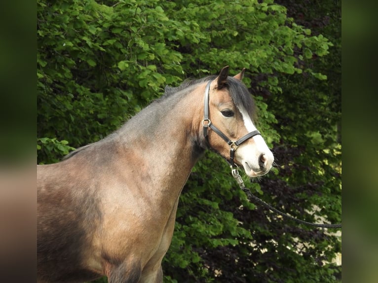 Welsh-A Ruin 7 Jaar 120 cm Bruin in Verl