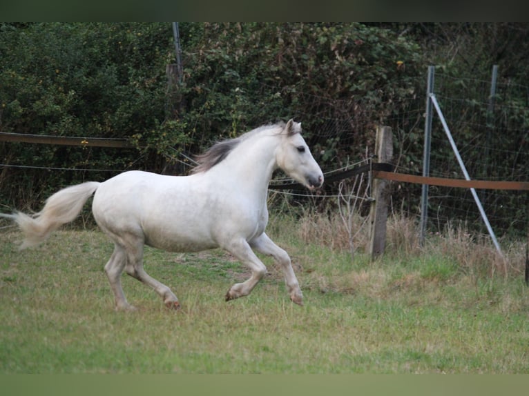 Welsh-A Ruin 7 Jaar 122 cm Appelschimmel in Dortmund
