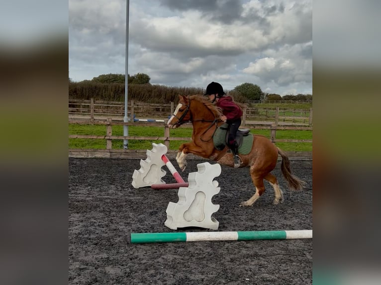 Welsh-A Ruin 7 Jaar 122 cm Donkere-vos in Bolton