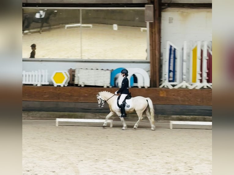 Welsh-A Ruin 7 Jaar 122 cm Palomino in Hamburg Niendorf