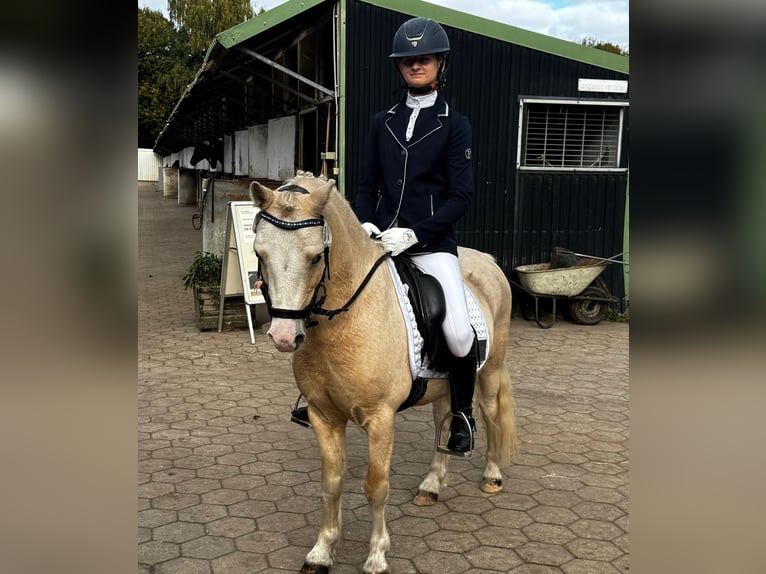 Welsh-A Ruin 7 Jaar 122 cm Palomino in Hamburg Niendorf